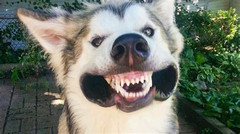 Share the best GIFs now >>>. . Husky funny videos